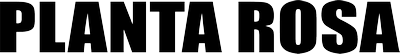 Planta Rosa